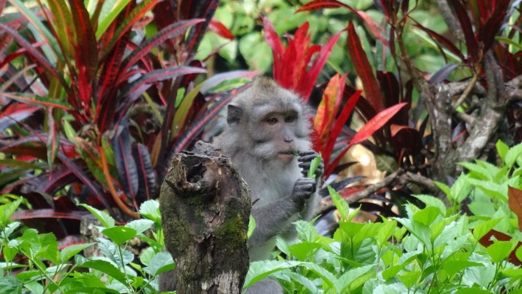 a monkey sitting on a tree branch eating a plant at Wenara Bali Bungalows in Ubud