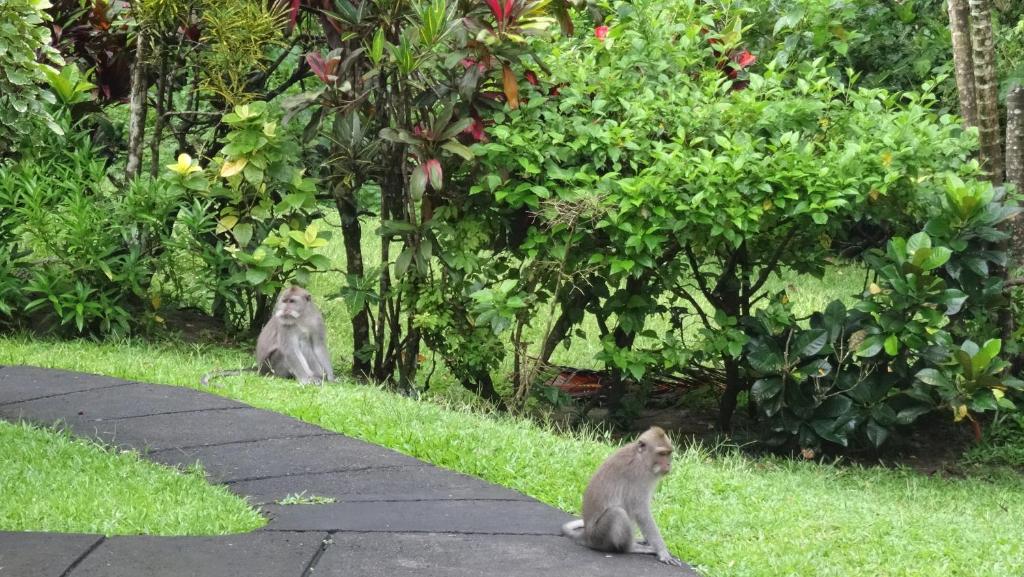 two monkeys sitting on a path in the grass at Wenara Bali Bungalows in Ubud