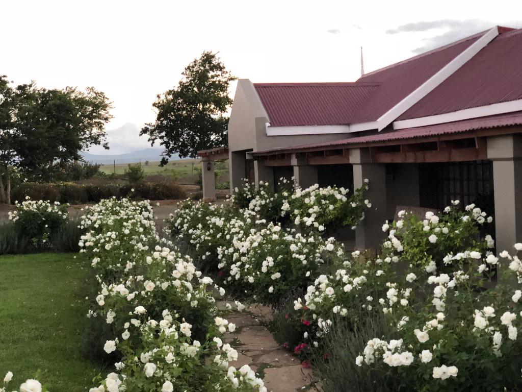 a garden of white flowers in front of a house at Mountain View Country Guest House in Cradock
