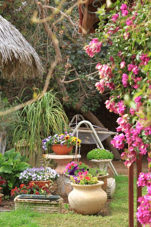 a bunch of flowers in pots in a garden at Idan Lodge in the Arava in Paran