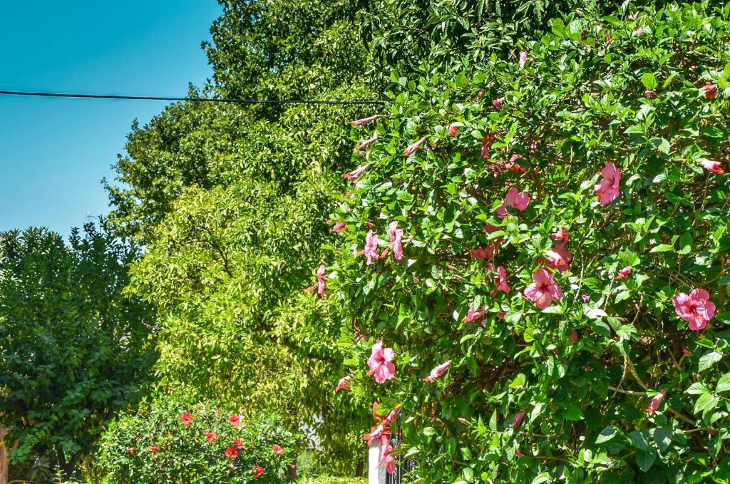 a tree with pink flowers on it at Heliópolis I in Seville