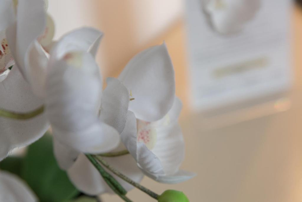 Fotografie z fotogalerie ubytování Troia Hotel v destinaci Amares