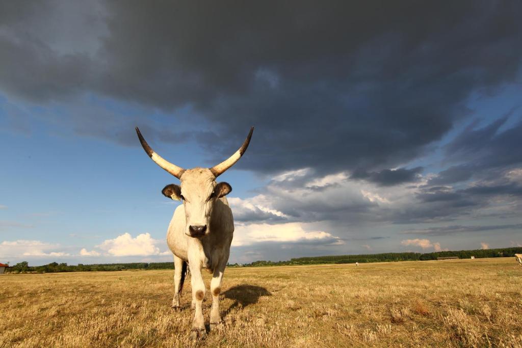 Kép Bibic Nature Lodge szállásáról Balmazújvárosban a galériában