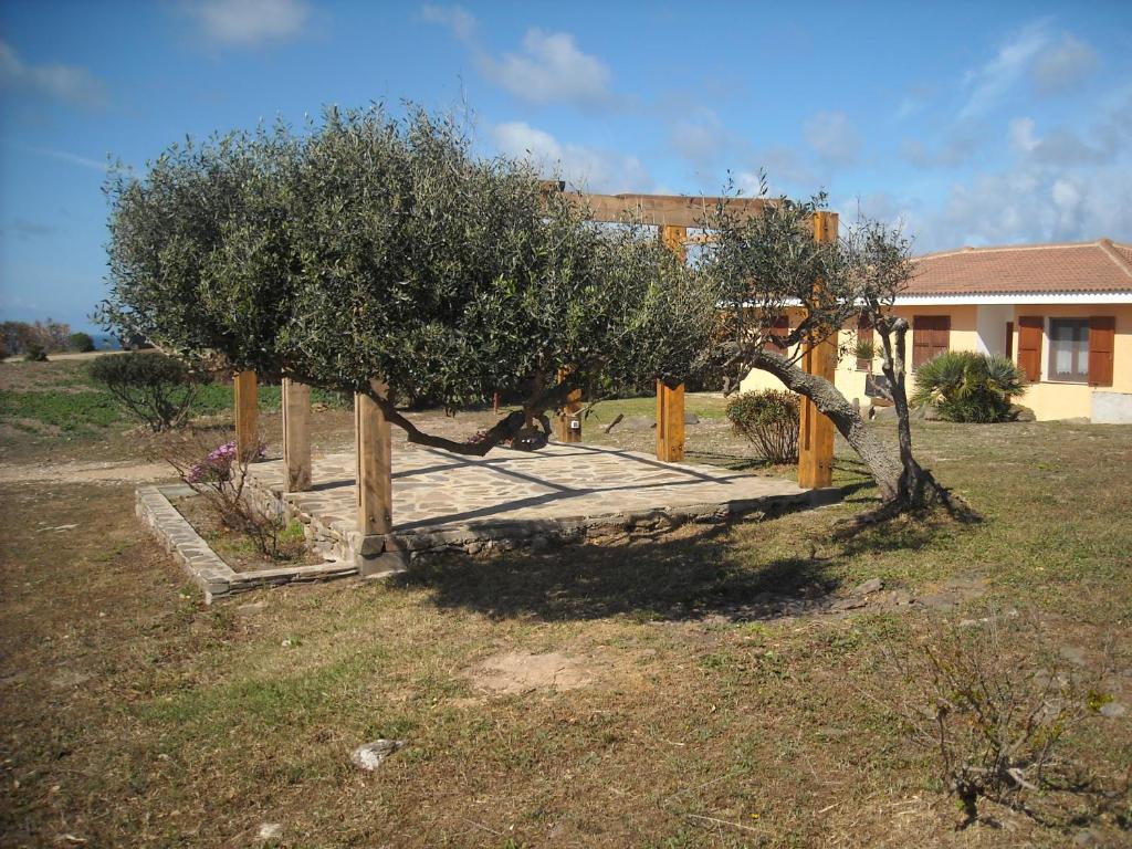 a tree in a yard next to a house at Agriturismo Depalmas in Stintino