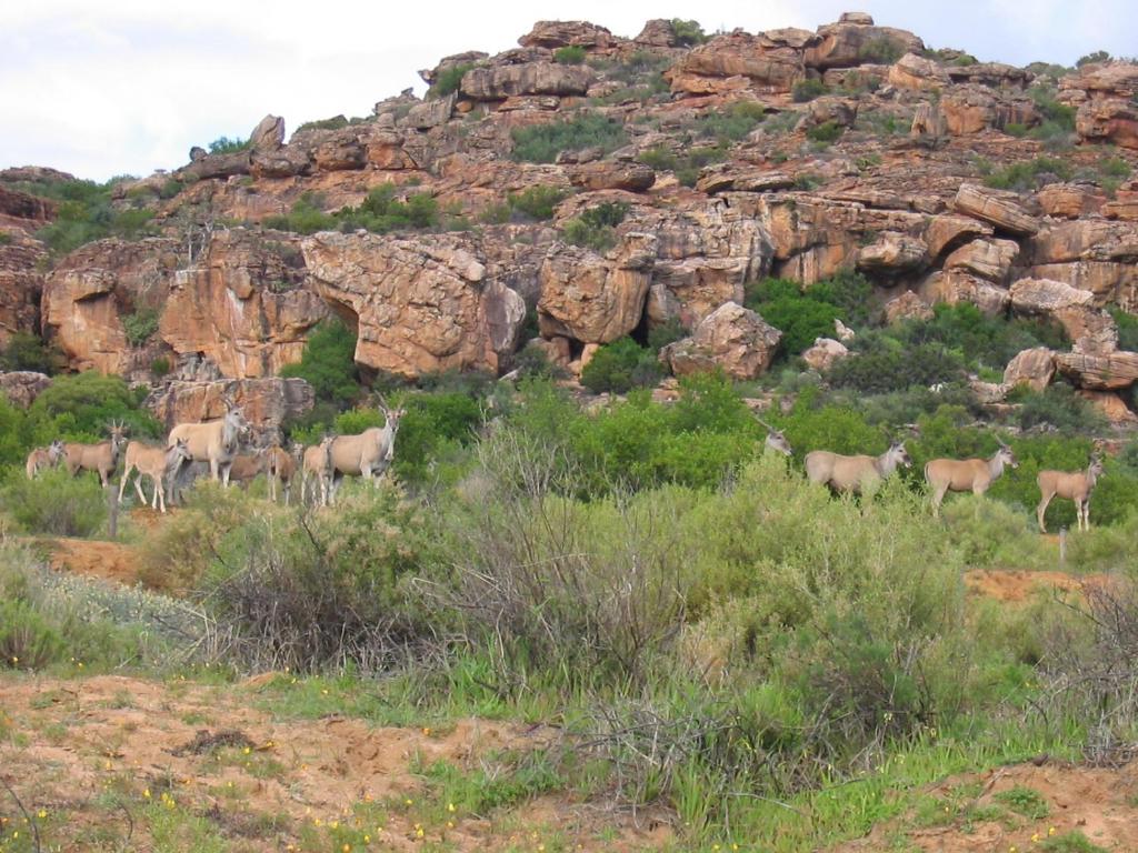 a group of animals standing in the grass near a mountain at Traveller's Rest in Clanwilliam