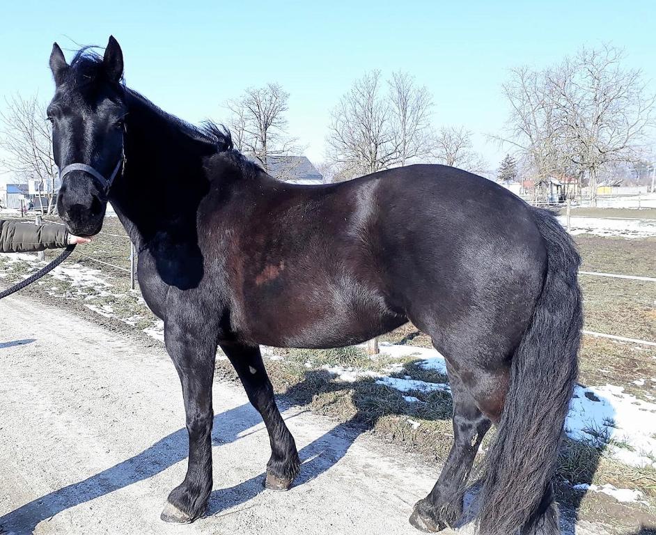 Zvieratá v penzióne alebo blízkom okolí