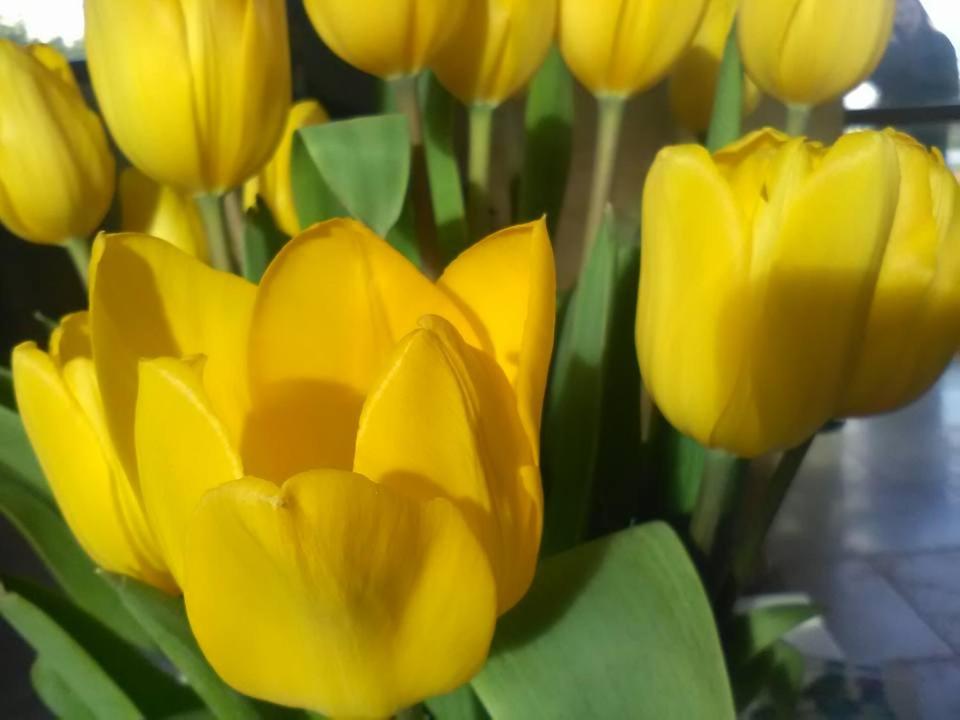 Fotografie z fotogalerie ubytování B&B Il Tulipano v destinaci Taranto