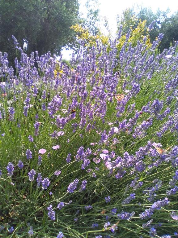Vonkajšia záhrada v ubytovaní Agriturismo San Giacomo