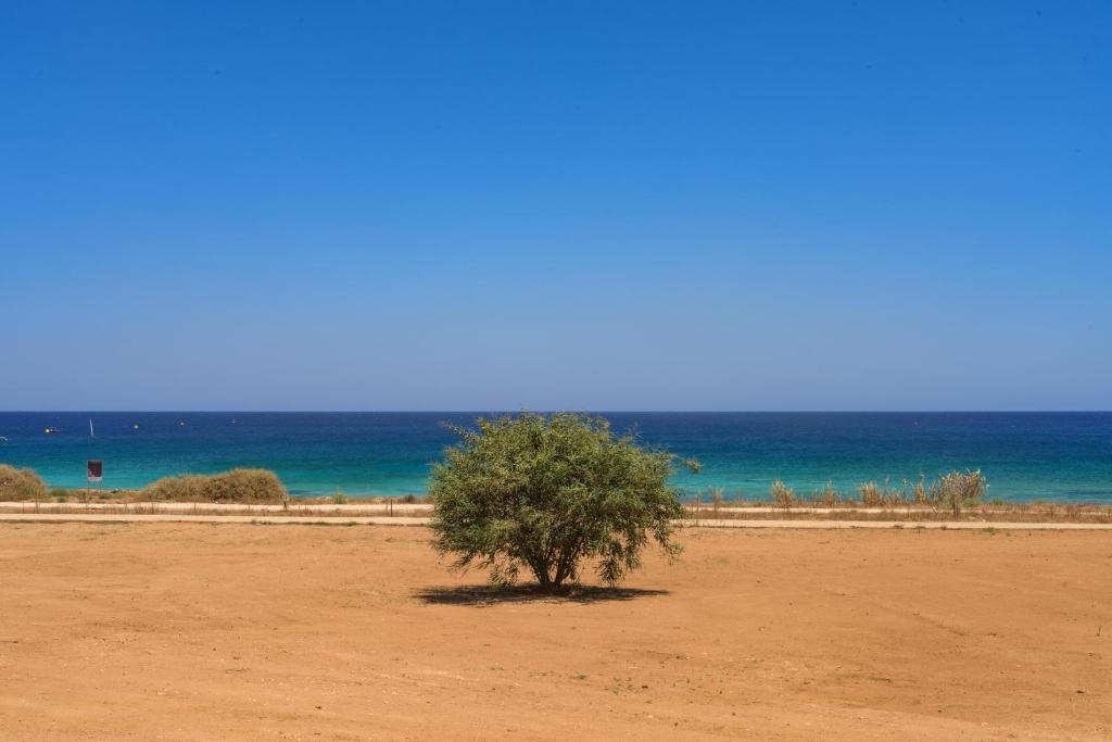 a small tree in the middle of a beach at Indigo in Protaras