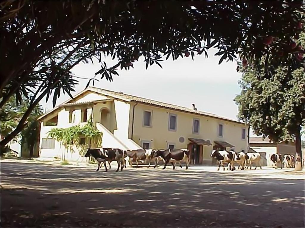 a herd of cows walking down a street in front of a building at Biobagnolese Agriturismo in Orte