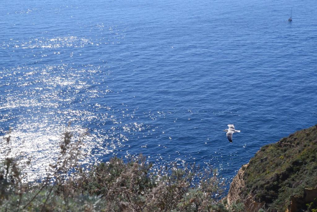 a seagull flying over a body of water at Terra Murata Boutique b&b in Procida