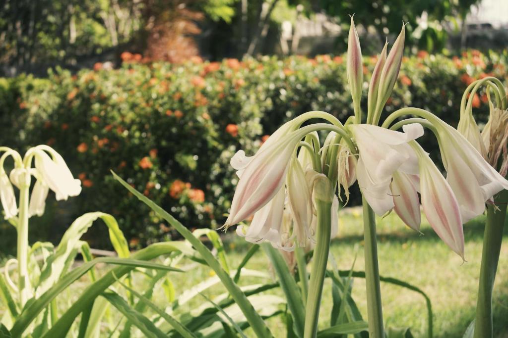  Pousada Convento da Conceição