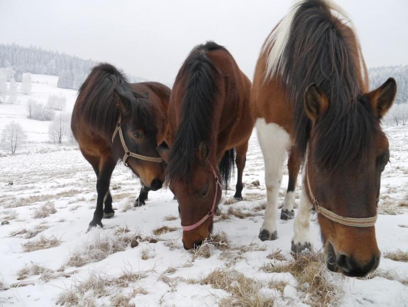 Zvieratá vo vidieckom dome alebo blízkom okolí