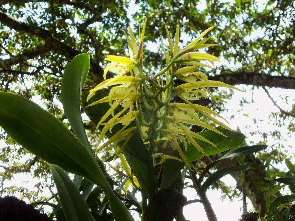 Zahrada ubytování Refugio de Orquídeas