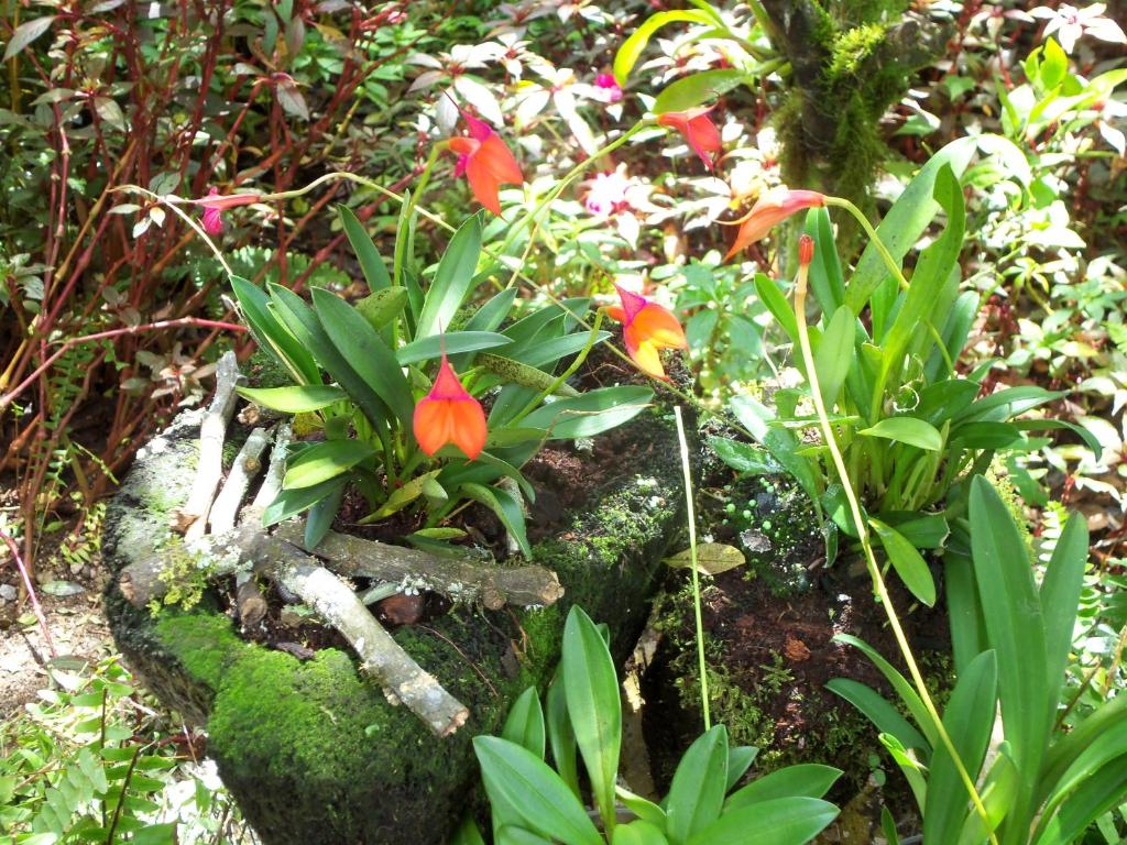 Zahrada ubytování Refugio de Orquídeas