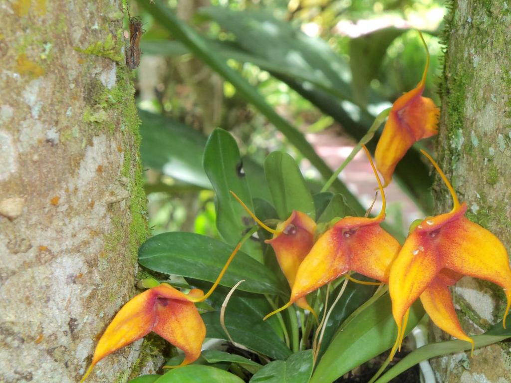 Zahrada ubytování Refugio de Orquídeas