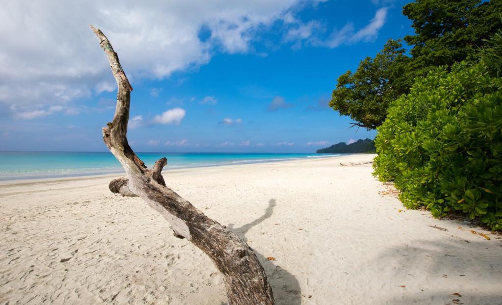 a tree branch laying on a sandy beach at Taj Exotica Resort & Spa, Andamans in Havelock Island