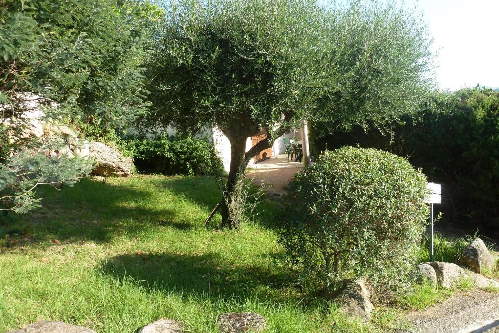 un árbol en medio de un campo de hierba en Bellavistaloc', en Porto Vecchio