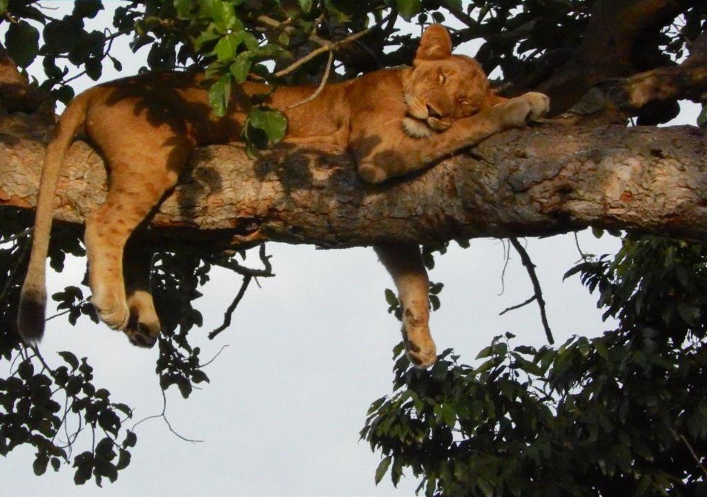 een leeuw die bovenop een boomtak ligt bij Kasenyi Lake Retreat & Campsite in Kasese