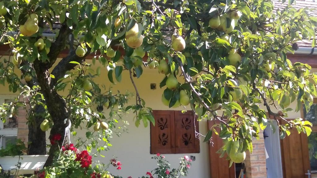 a pomegranate tree in front of a house at Bari Tanya in Kisnána