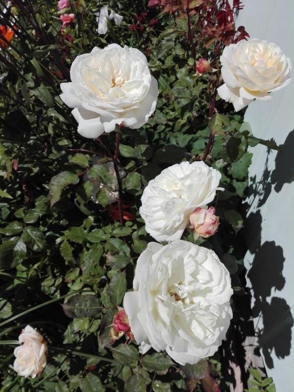 Fotografie z fotogalerie ubytování Cabañas Campestres Las Rosas v destinaci Punta Arenas