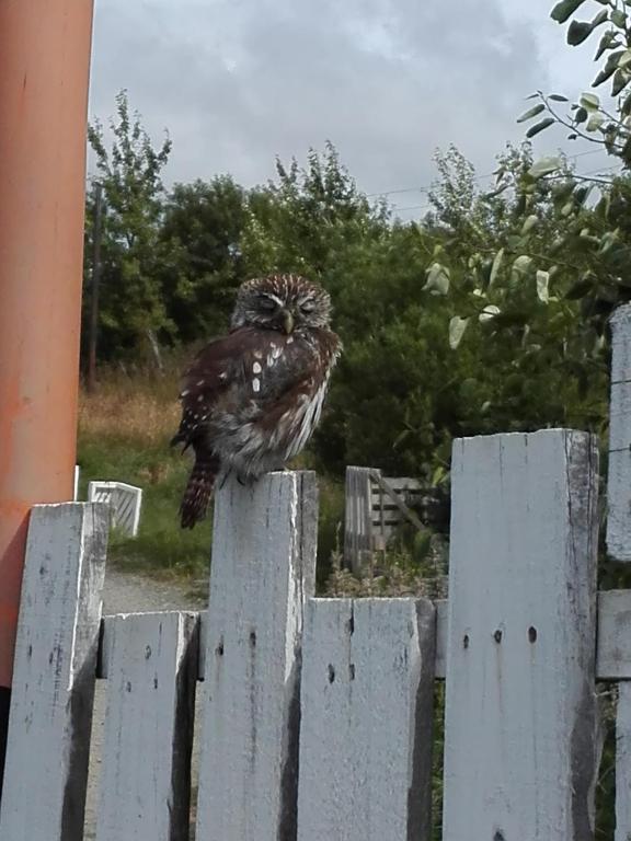 Zvířata v venkovského domu nebo okolí