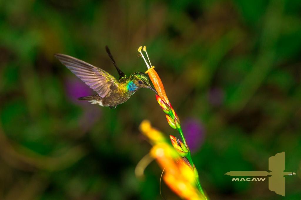Fotografie z fotogalerie ubytování Macaw Lodge v destinaci Carara