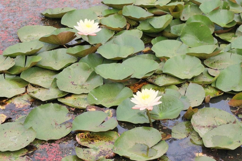 Zahrada ubytování HOME@HOSTEL KANCHANABURI