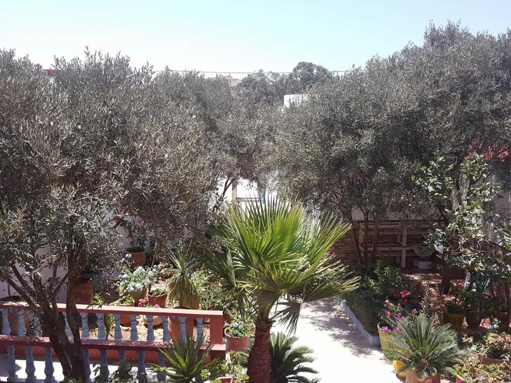 a garden with a bench and trees and plants at Dar ezzitouna in Oualidia