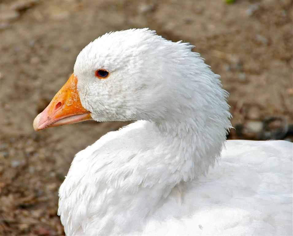 a white duck with an orange beak at Apartamento Forn de Serra in Lladorre