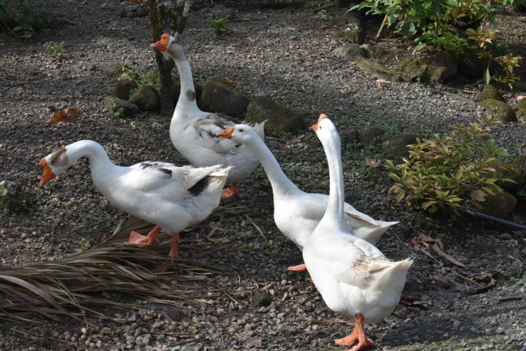 ホテルの敷地内または近くにいる動物