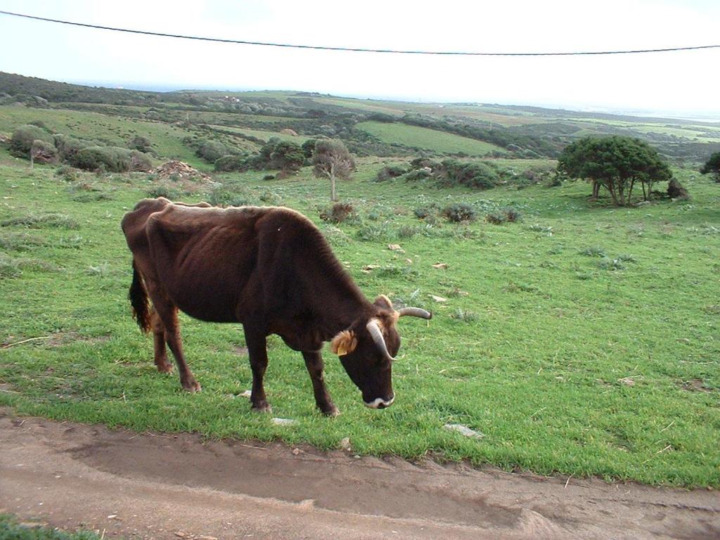 a brown cow grazing in a field of grass at Agriturismo Depalmas in Stintino
