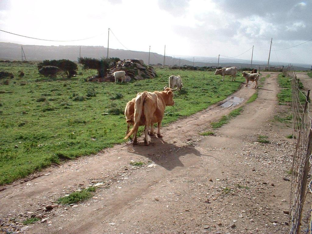 a herd of cows walking down a dirt road at Agriturismo Depalmas in Stintino