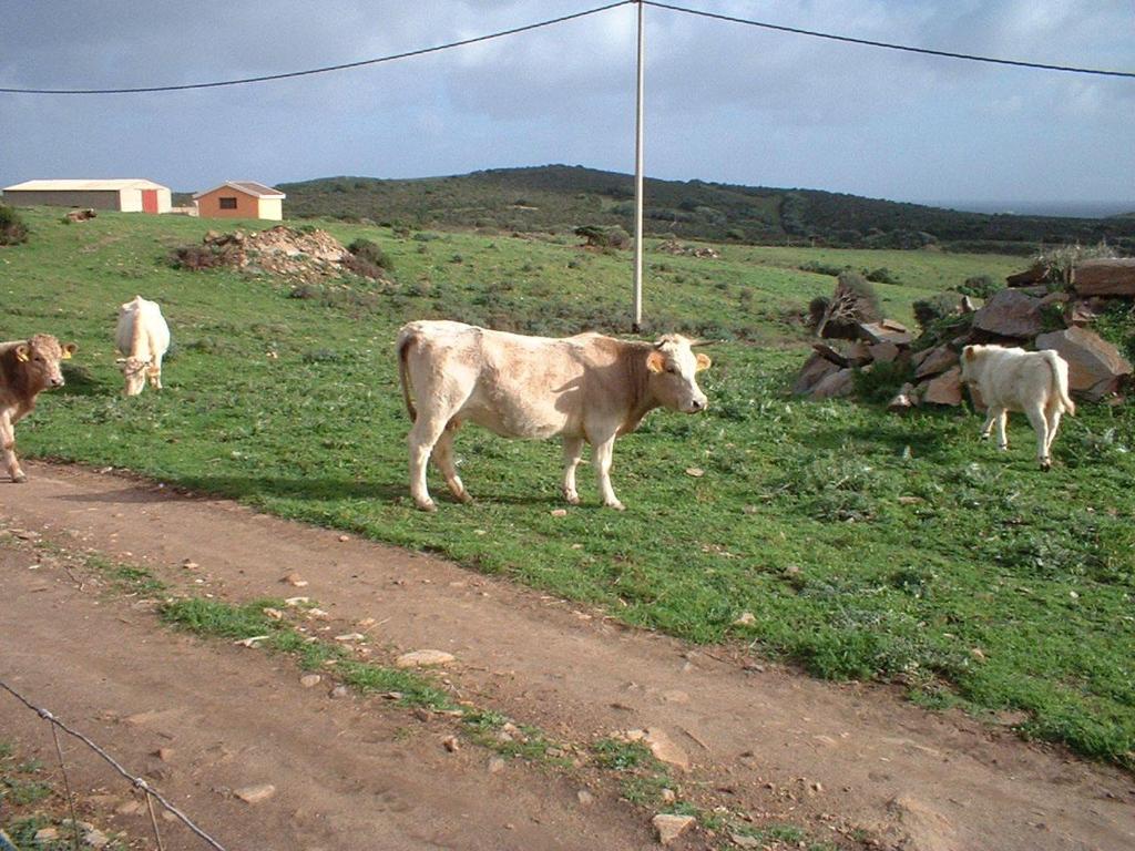 a group of cows standing in a field next to a dirt road at Agriturismo Depalmas in Stintino