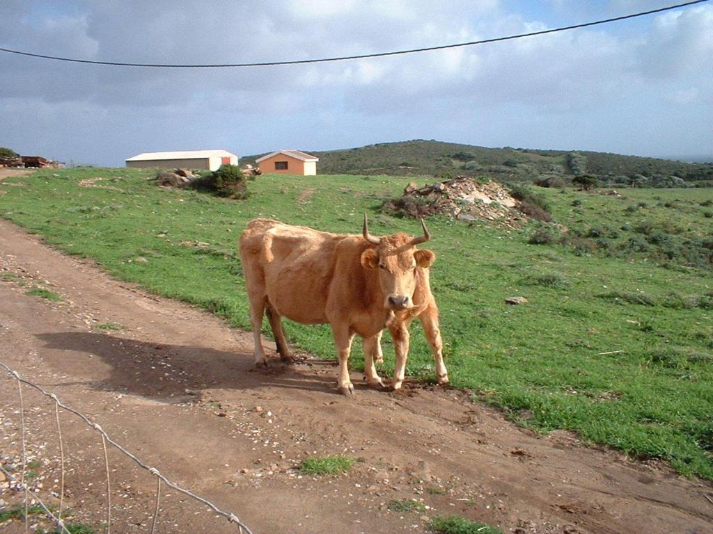 a cow standing on the side of a dirt road at Agriturismo Depalmas in Stintino