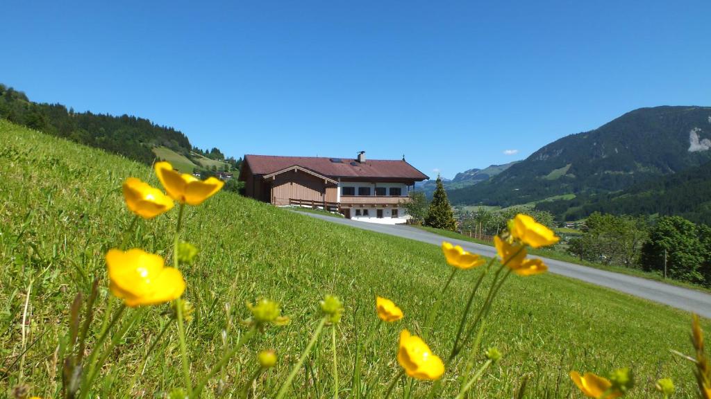 un campo de flores amarillas delante de una casa en Franbichl en Brixen im Thale