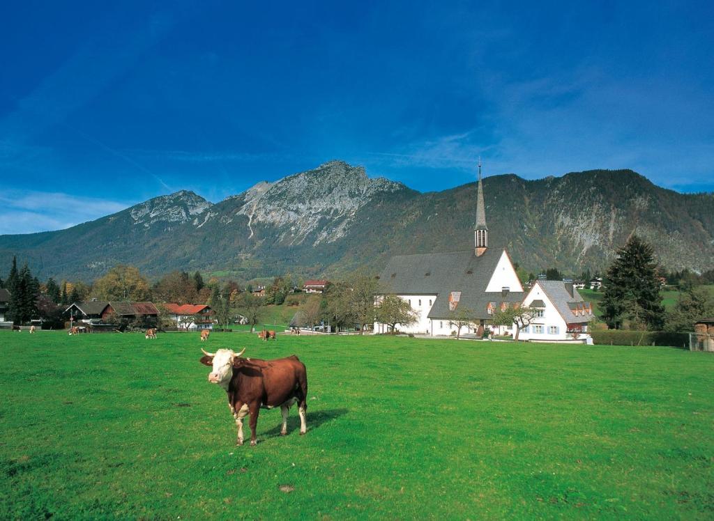 a cow standing in a field with a church and mountains at Gästehaus Färbinger in Bayerisch Gmain