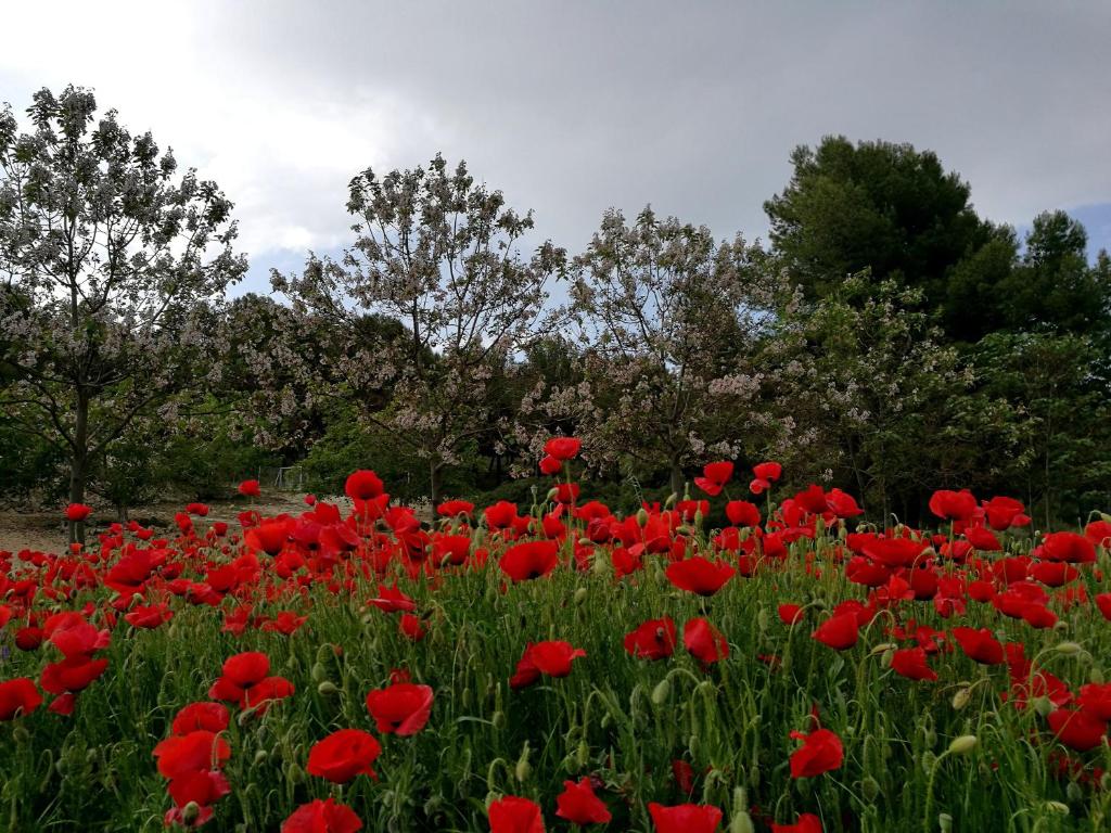 Zahrada ubytování Finca La Celada