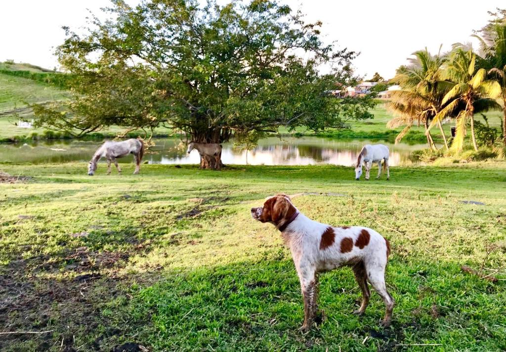Altri animali domestici presso la casa vacanze o nei dintorni