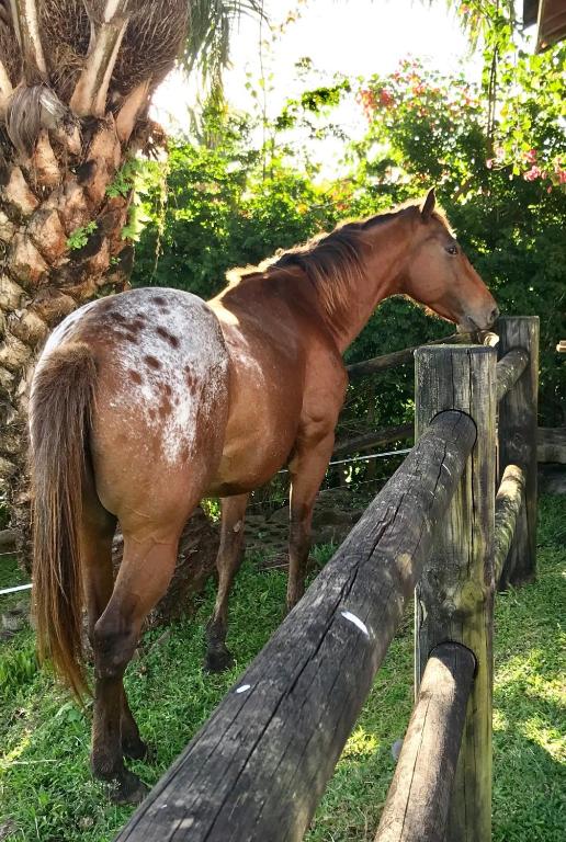 Altri animali domestici presso la casa vacanze o nei dintorni