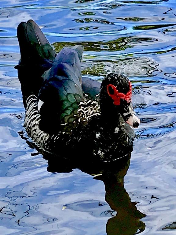 Altri animali domestici presso la casa vacanze o nei dintorni