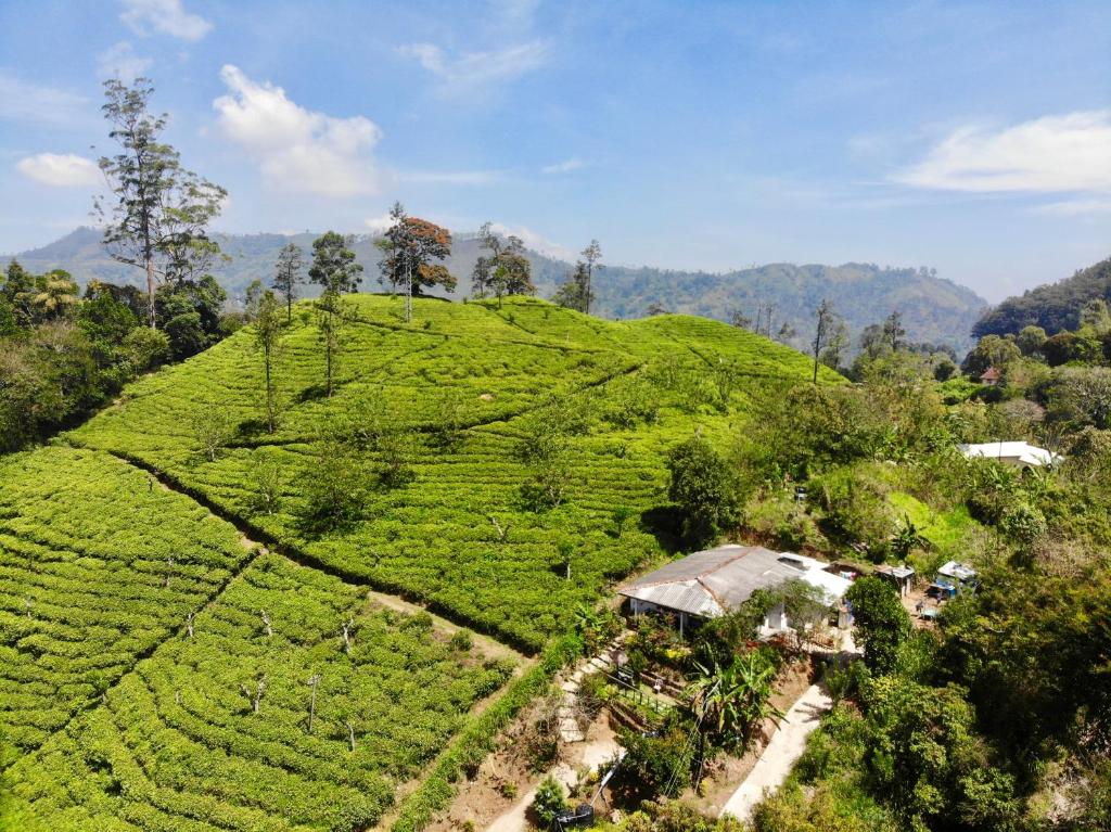 an aerial view of a tea plantation on a hill at Tunnel Gap Homestay in Ella