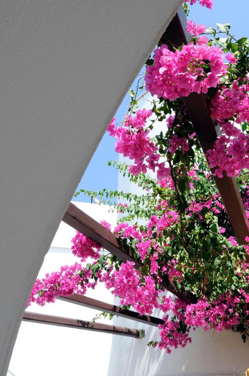 Giardino di Sunrise Paros