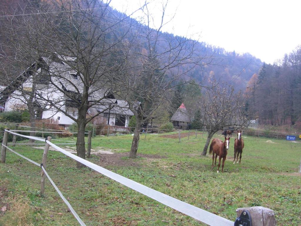horses standing on top of a lush green field at Apartments Gubanec in Cerklje na Gorenjskem