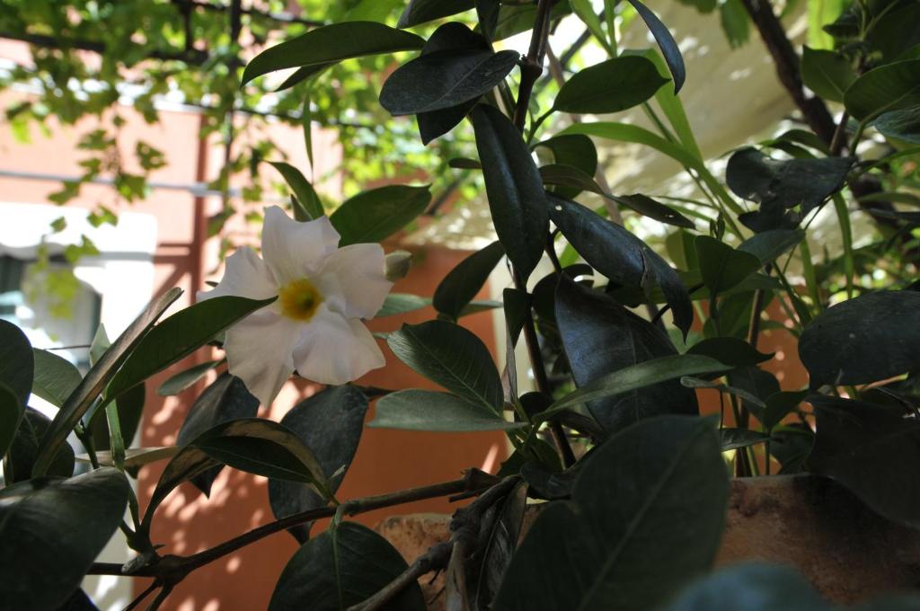 Ogród w obiekcie Casa Cifali