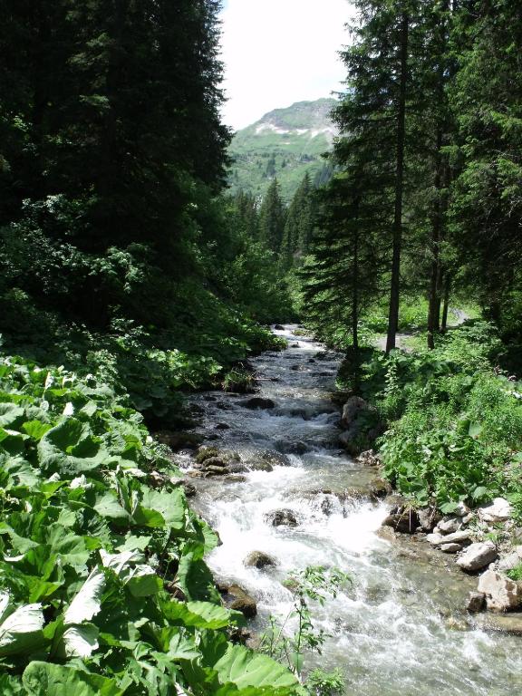 a stream in the middle of a forest with trees at Le Ciel Bleu in Châtel