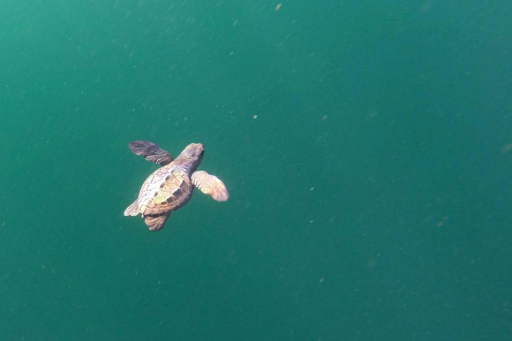Zvířata v hostelu nebo okolí