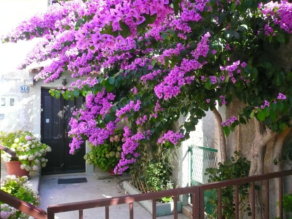 a bunch of purple flowers hanging from a building at Guesthouse Palma in Mali Lošinj