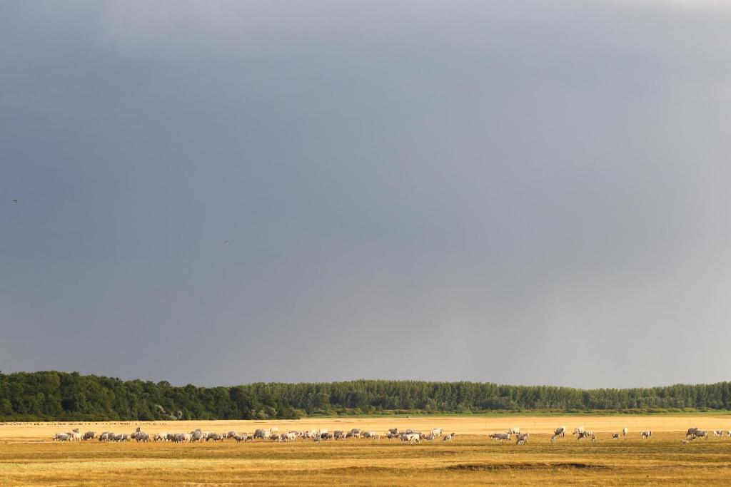 Kép Bibic Nature Lodge szállásáról Balmazújvárosban a galériában