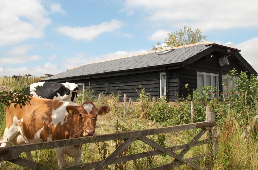 zwei Kühe, die hinter einem Zaun vor einem Haus stehen in der Unterkunft Bull Farm Studios in Winchester